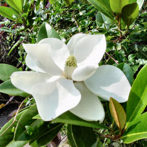 Magnolia