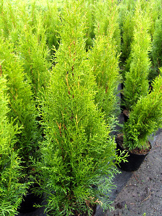 Thuja 009