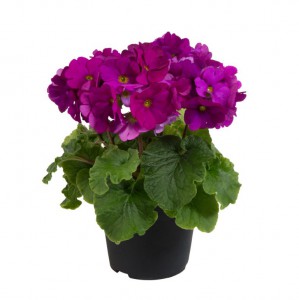 primula-touch-me-midi-violet_lr-768x770.jpg